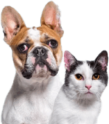 Alcon Club Farinhada 18-PB 500g